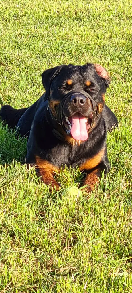 Bild von Big Boy
