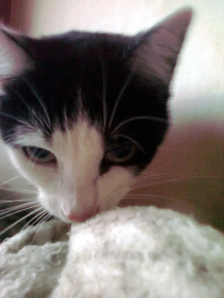 Image from Smokey