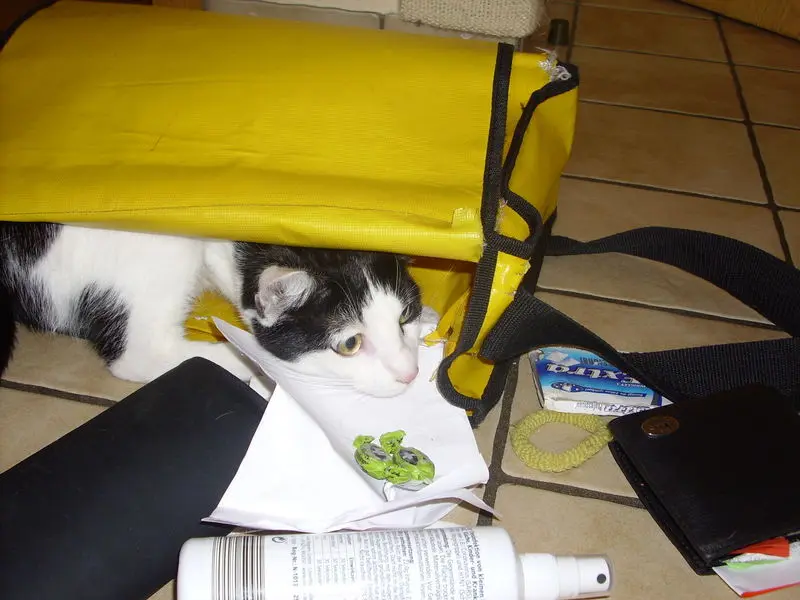 Image from Smokey