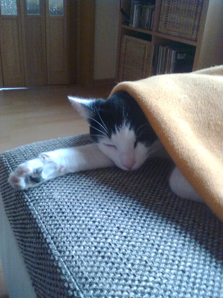 Image from Smokey