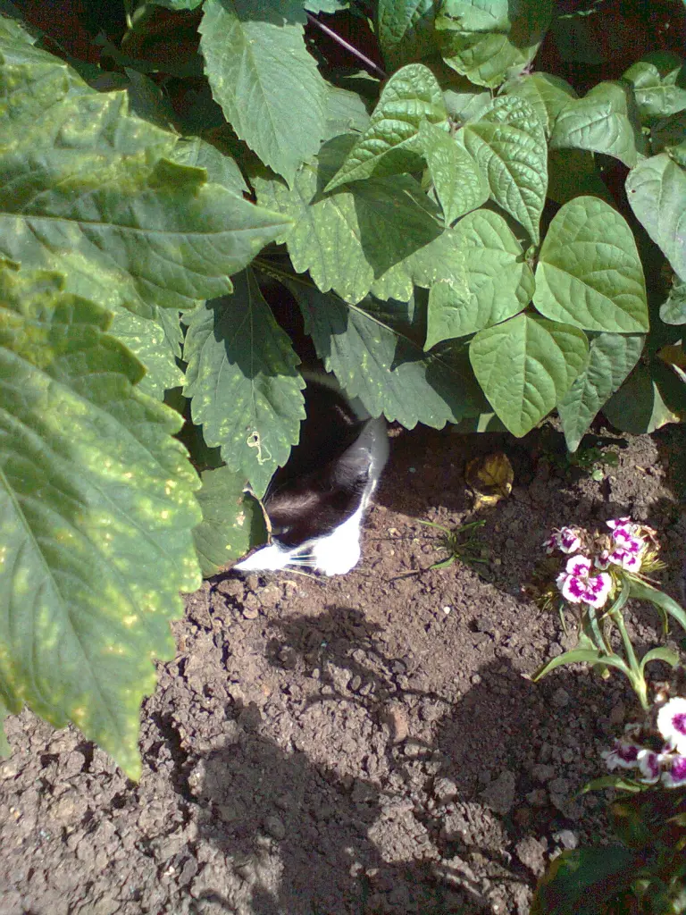 Image from Smokey