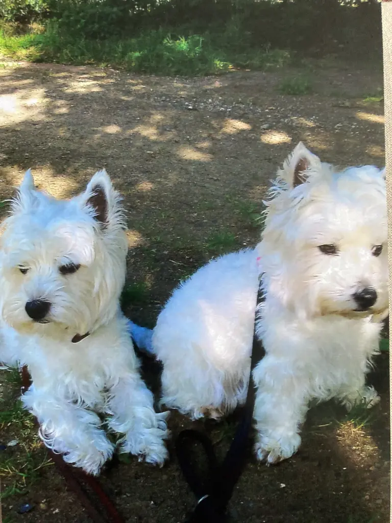 Andachtsbild von Unbekannt