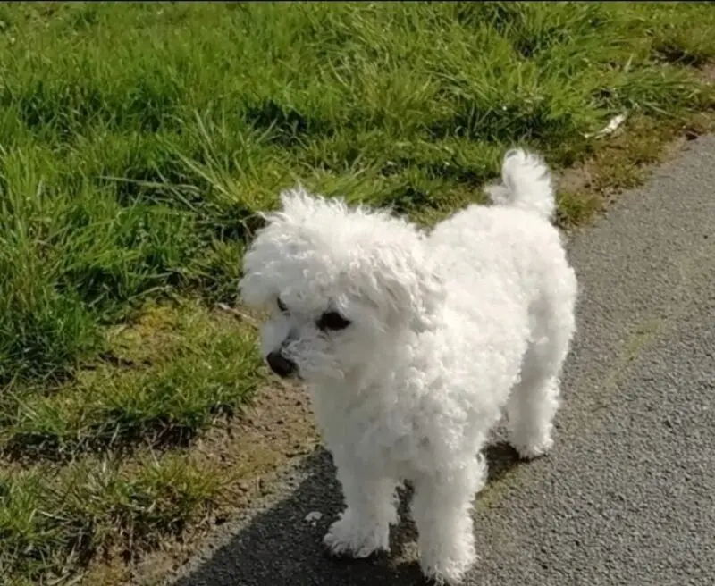 Andachtsbild von Gaby mit Snowy im Herzen 