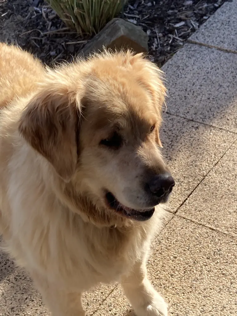 Andachtsbild von Angelika mit Seelenhund Luna von ❤️
