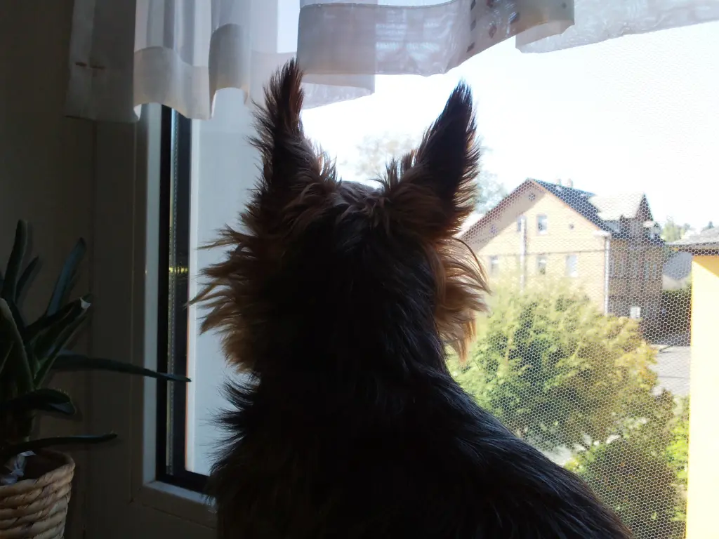 Andachtsbild von Manuela mit Seelenhund Flick