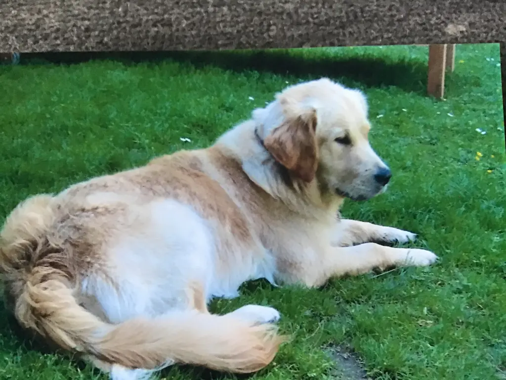 Andachtsbild von Angelika mit Luna ❤️
