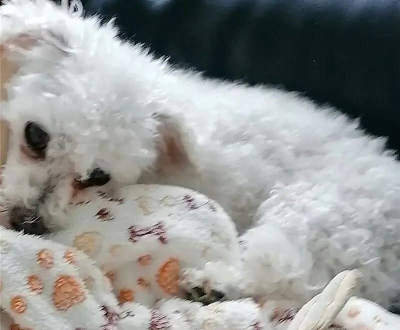 Andachtsbild von Gaby mit Snowy im Herzen 