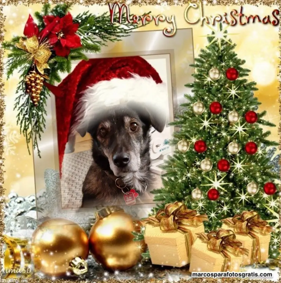 Andachtsbild von Frohe Weihnachten❤️⭐️❤️