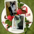 Andachtsbild von Snoopy und .Pünktchen