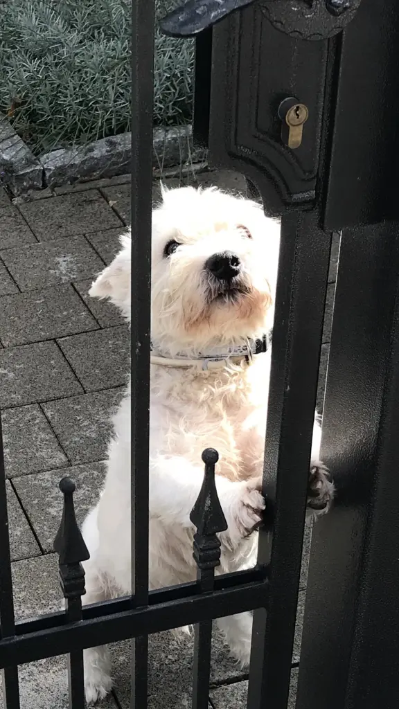 Bild von Rocky Cole Angel