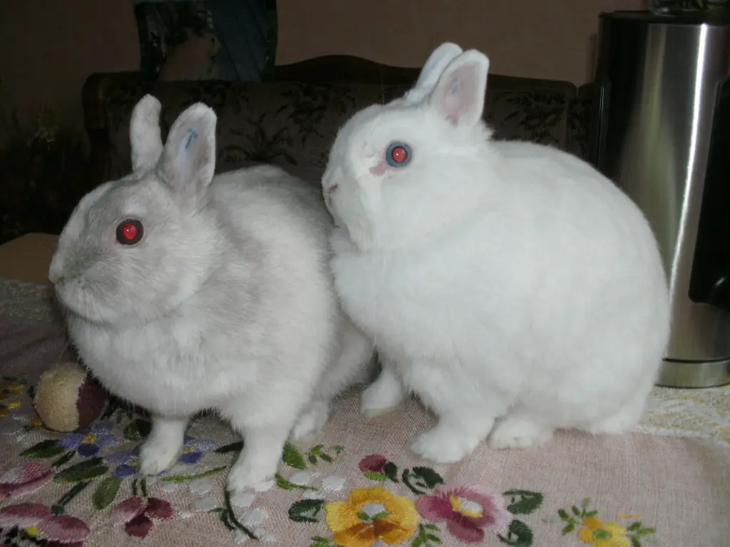 Andachtsbild von USCHI !!!