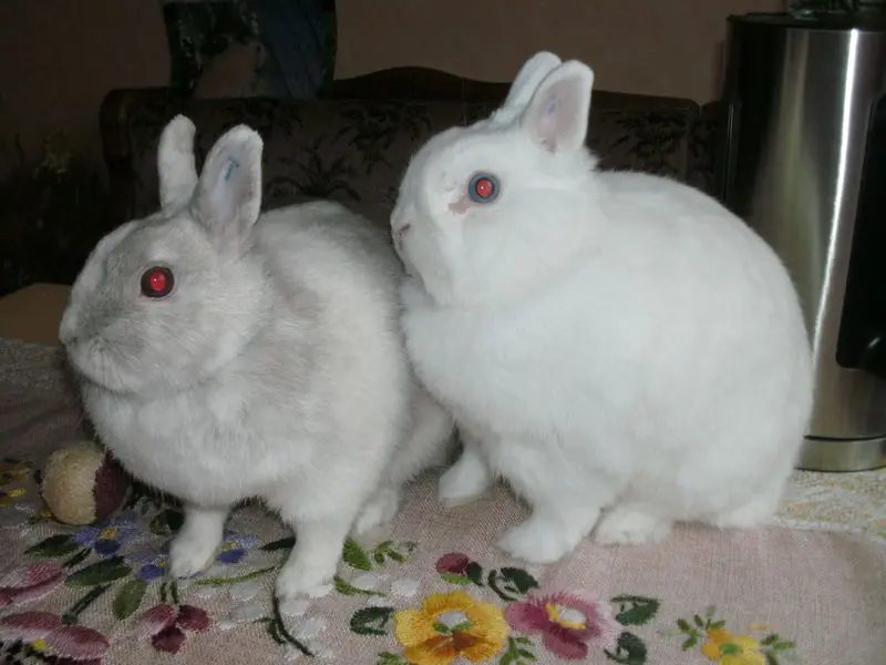 Andachtsbild von USCHI !!!