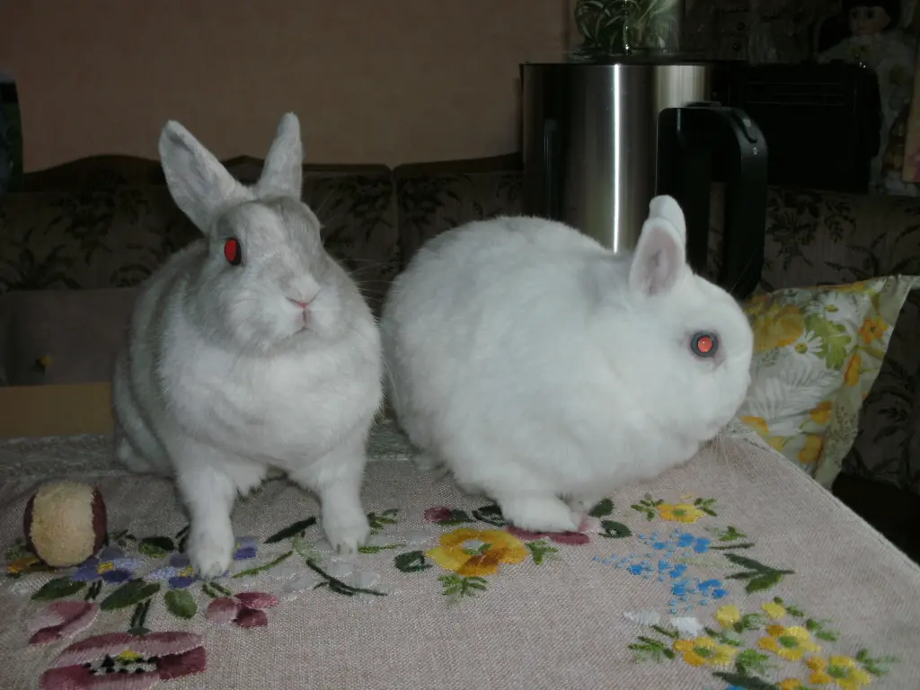 Andachtsbild von USCHI !!!