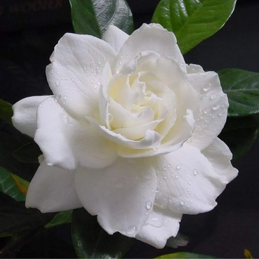 Andachtsbild von Unbekannt