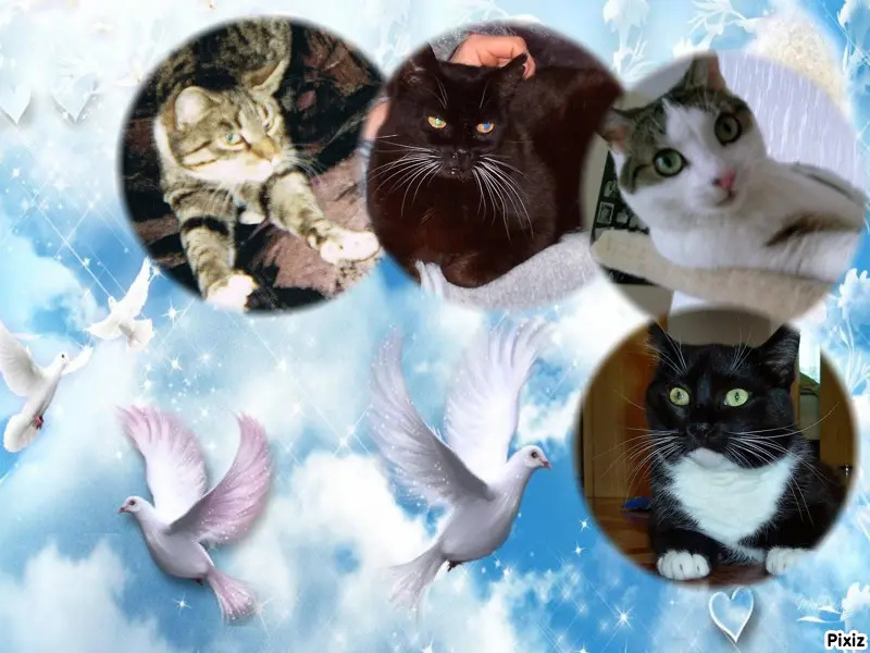 Condolence image of Marion