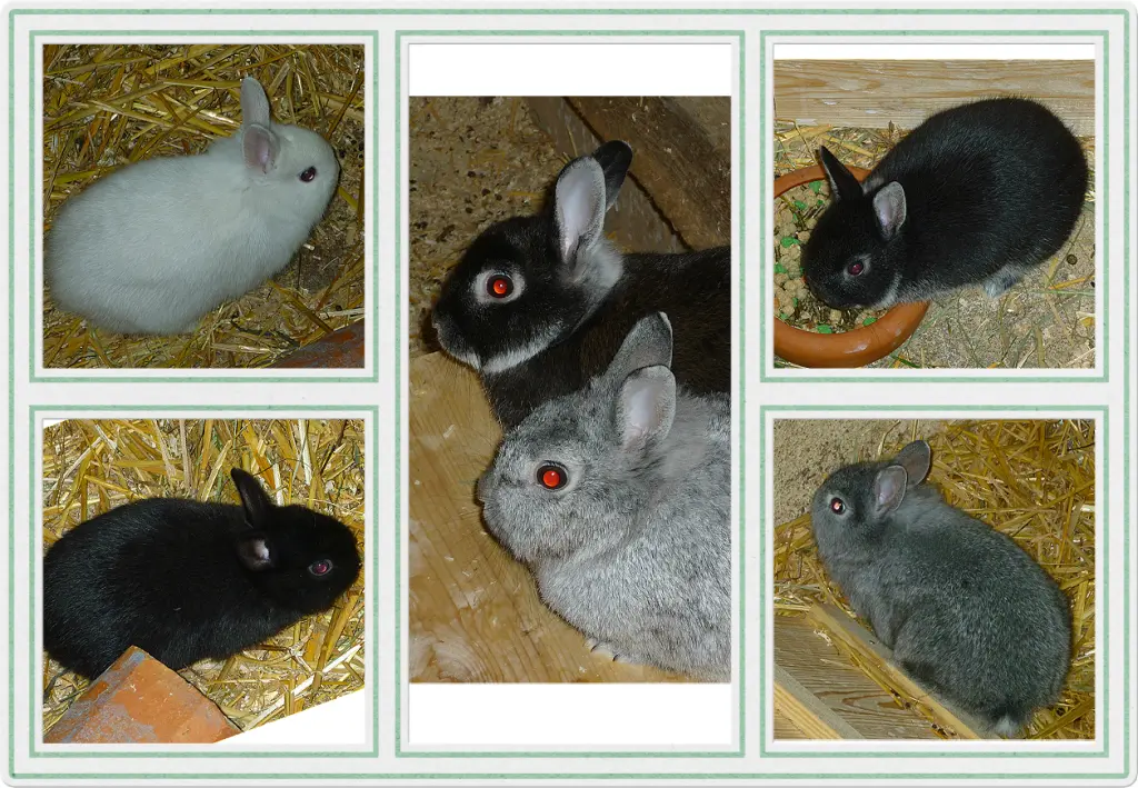 Bild von Lilly-Yasmin-Nenas-Blacky-Rocky-Lena