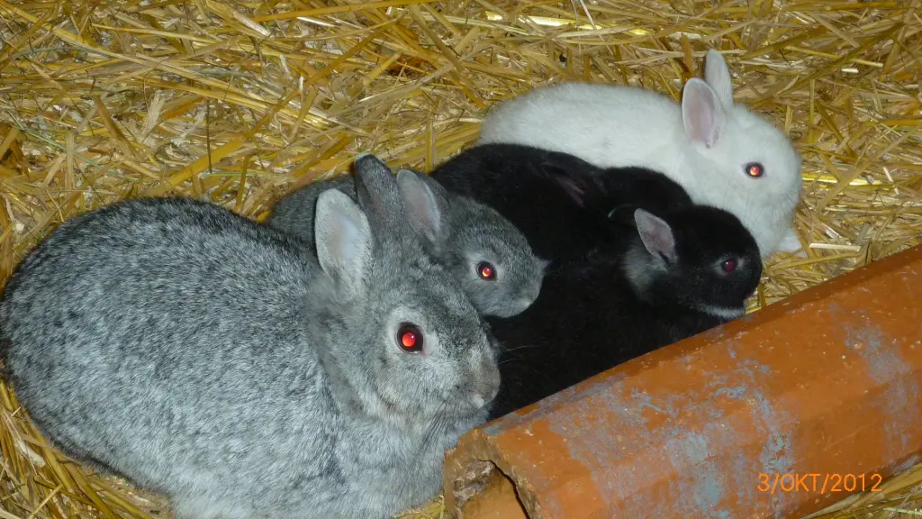 Bild von Lilly-Yasmin-Nenas-Blacky-Rocky-Lena