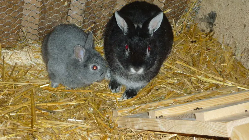 Bild von Lilly-Yasmin-Nenas-Blacky-Rocky-Lena