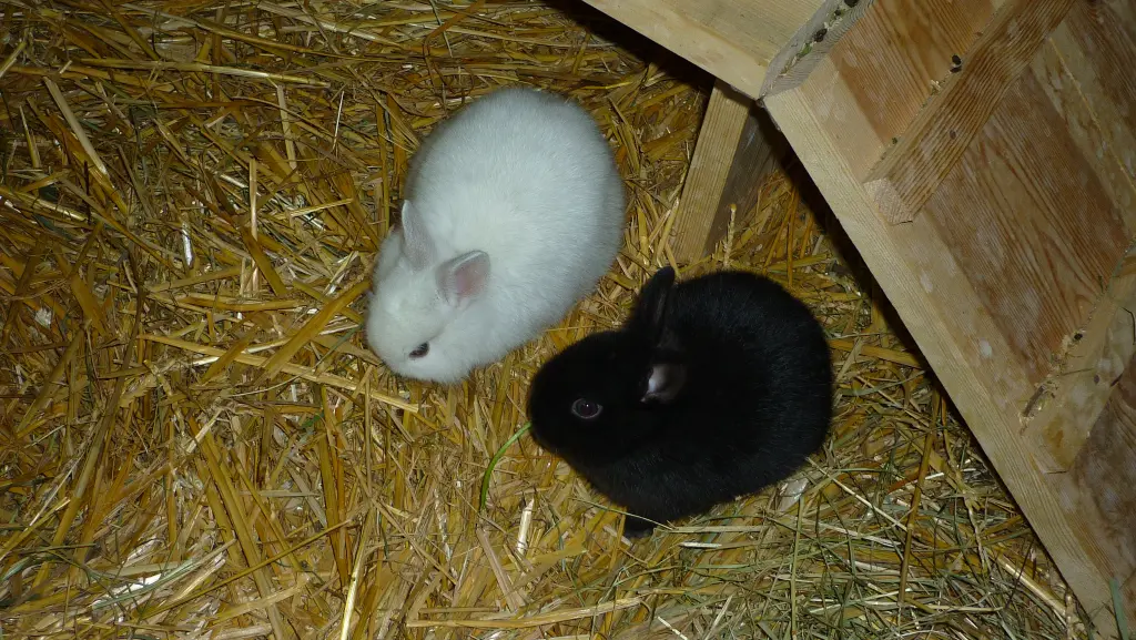 Bild von Lilly-Yasmin-Nenas-Blacky-Rocky-Lena