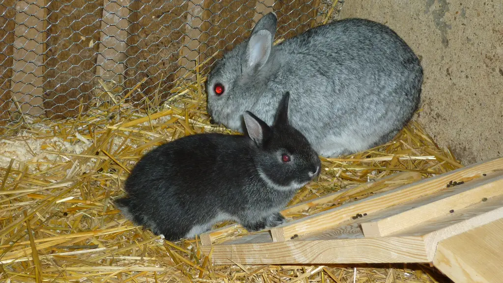 Bild von Lilly-Yasmin-Nenas-Blacky-Rocky-Lena