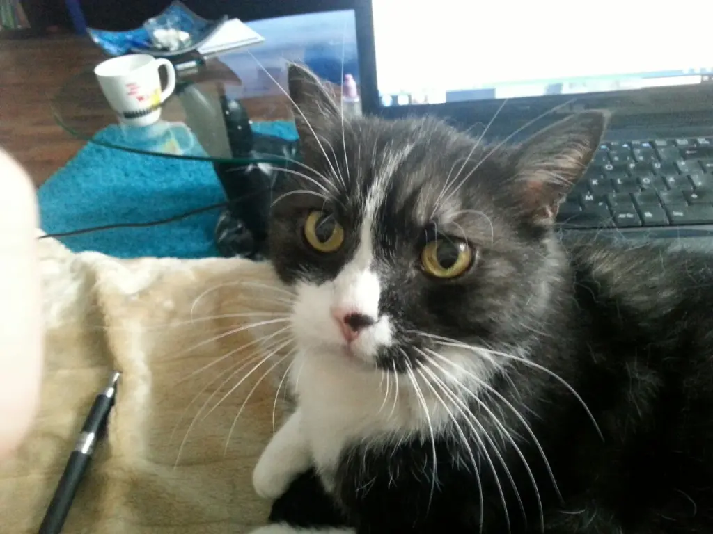 Image from Oskar