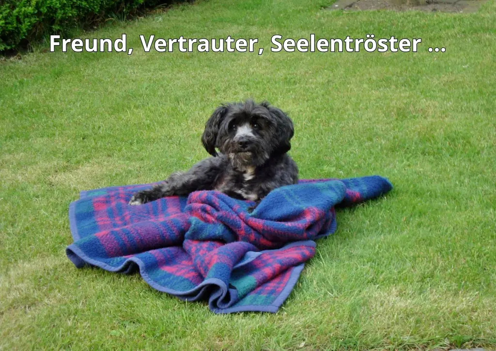Condolence image of Kiki, Tim und Netti