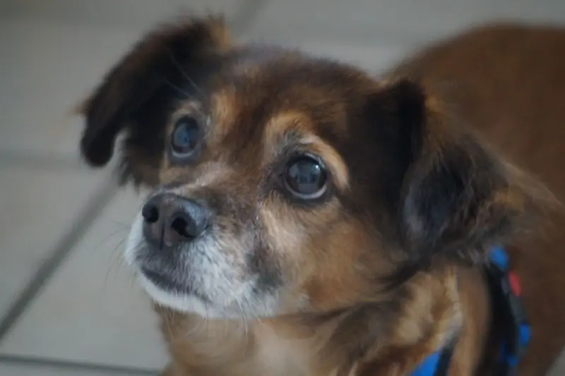 Andachtsbild von Elisabeth