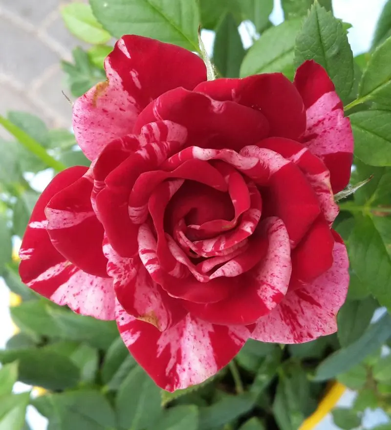 Andachtsbild von Jutta