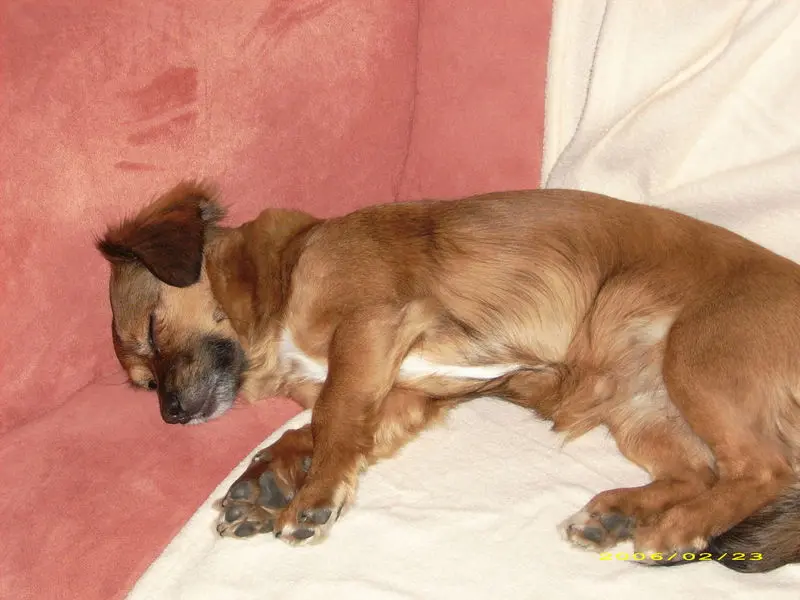 Andachtsbild von Elisabeth 