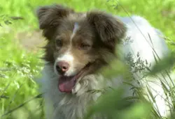 Andachtsbild von Elke