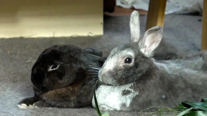 Andachtsbild von Sabine