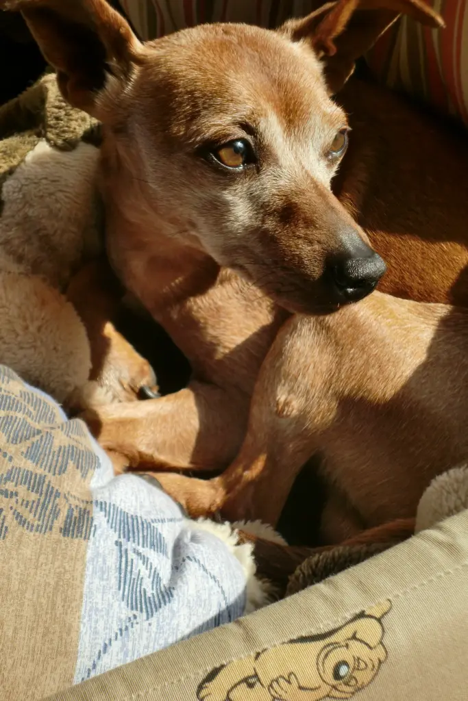 Andachtsbild von Jutta