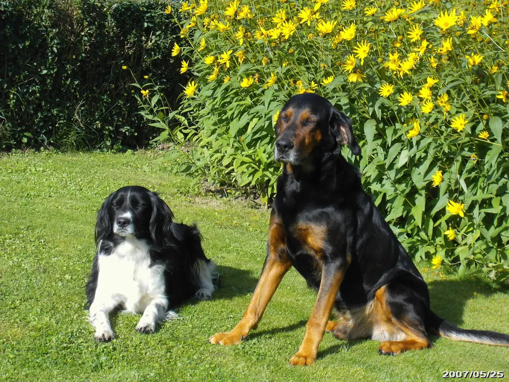 Andachtsbild von Brigitte mit Nelly im Herzen