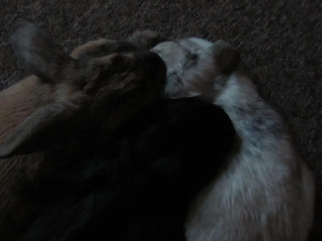 Andachtsbild von Lydia