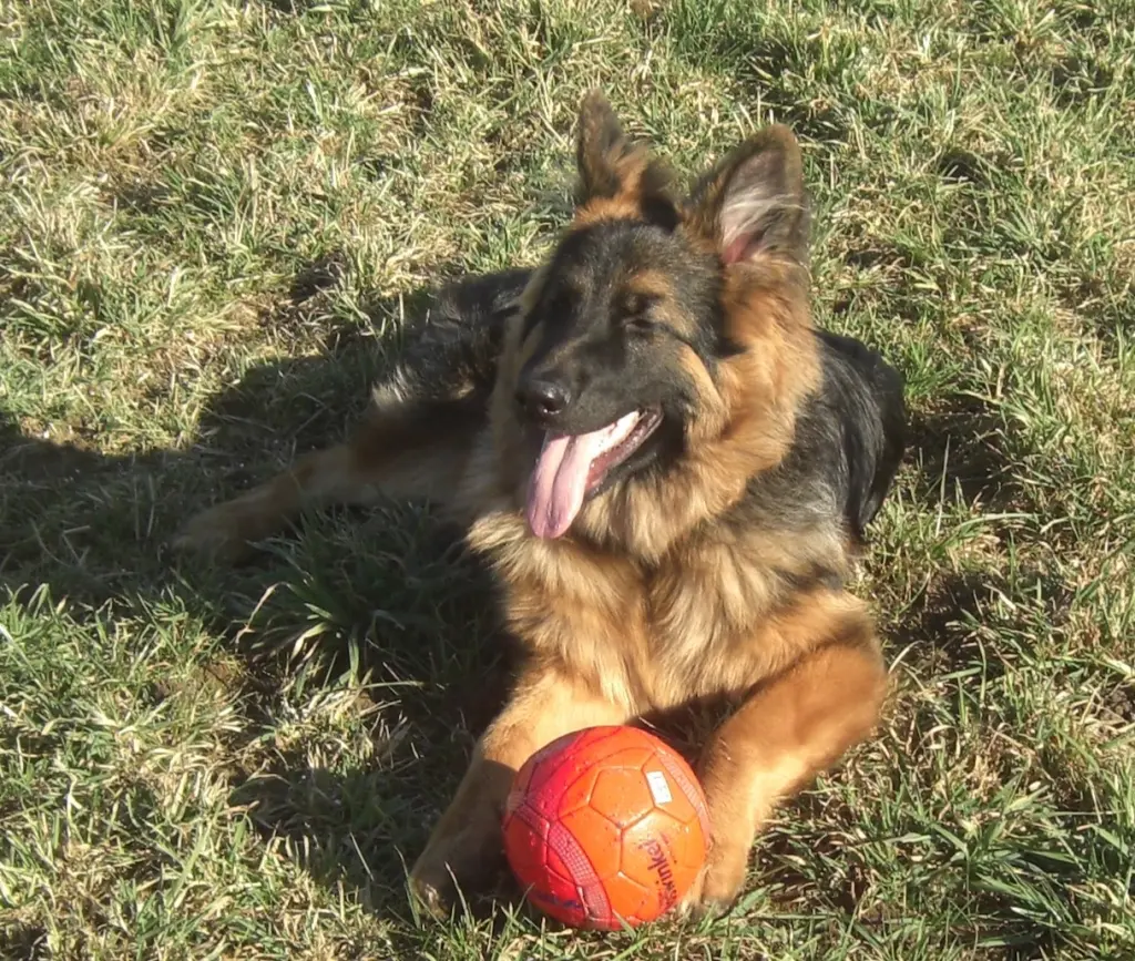 Andachtsbild von Klaudia mit Misiu❤❤❤