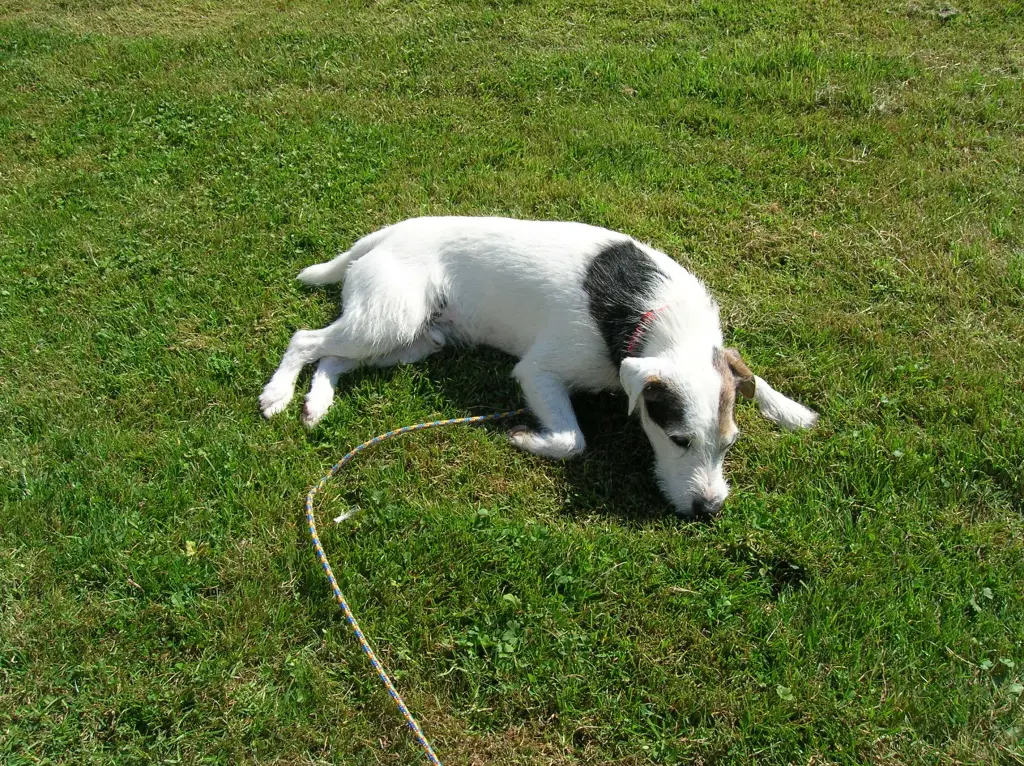 Andachtsbild von Ralf