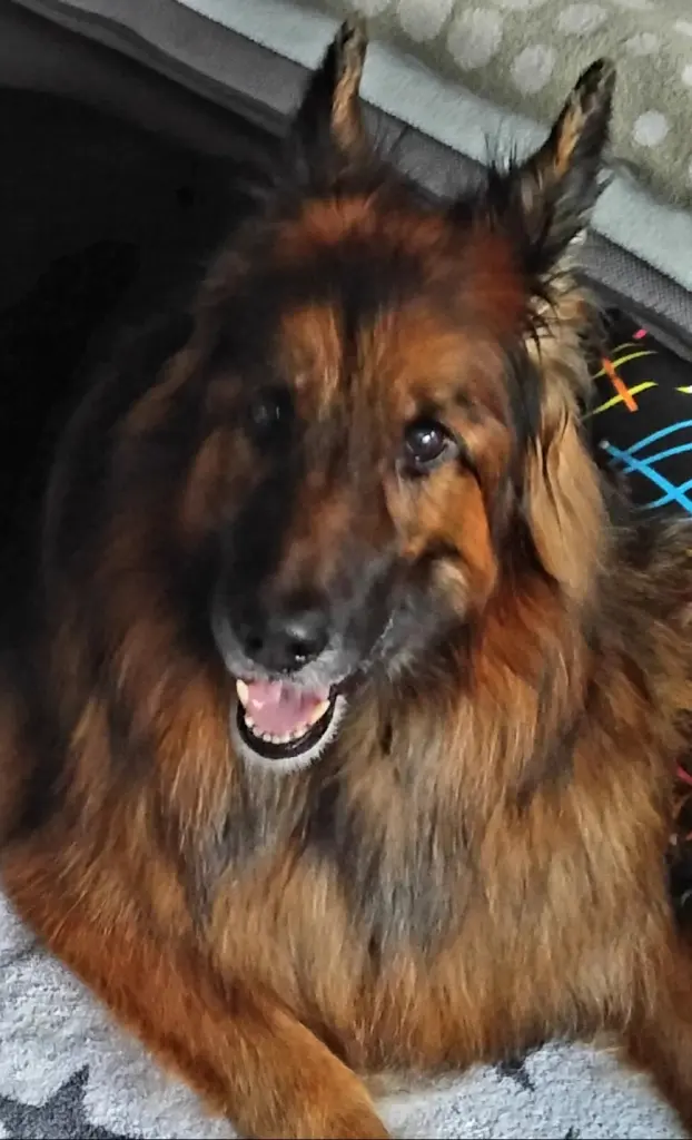 Andachtsbild von Klaudia mit Misiu❤❤❤