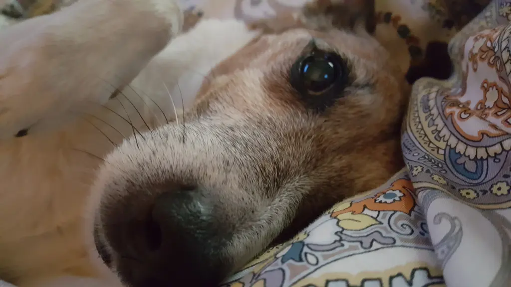 Andachtsbild von Katrin mit Lucky (Pupsmann)