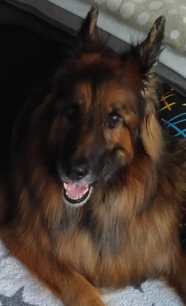 Andachtsbild von Klaudia mit Misiu❤❤❤