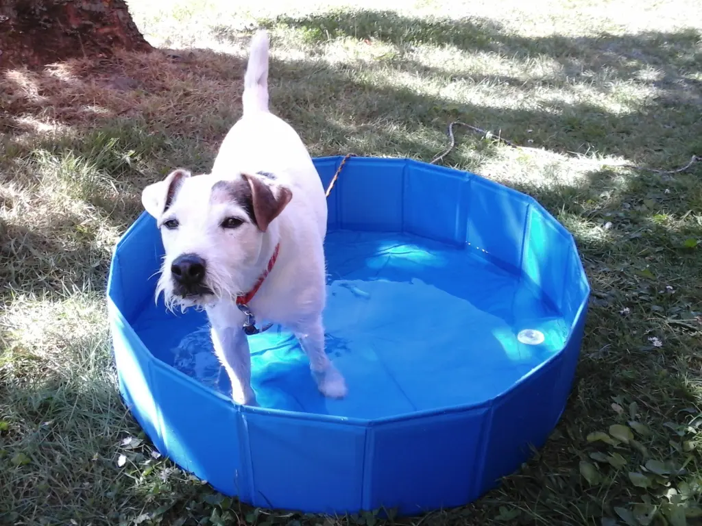 Andachtsbild von Kerstin mit Gismo im Herzen