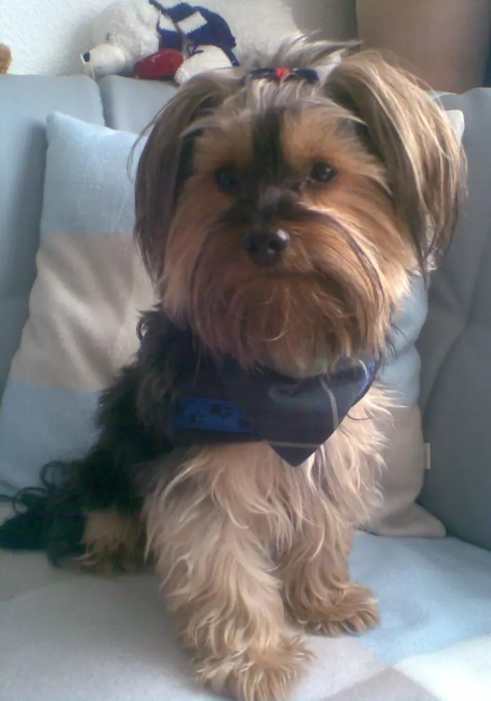 Andachtsbild von Johanna mit Tiger tief im ❤️