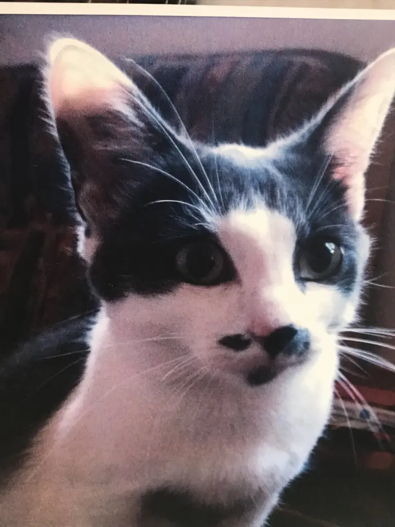 Andachtsbild von Iris mit Moritz, Choosey, Luisa und Max 