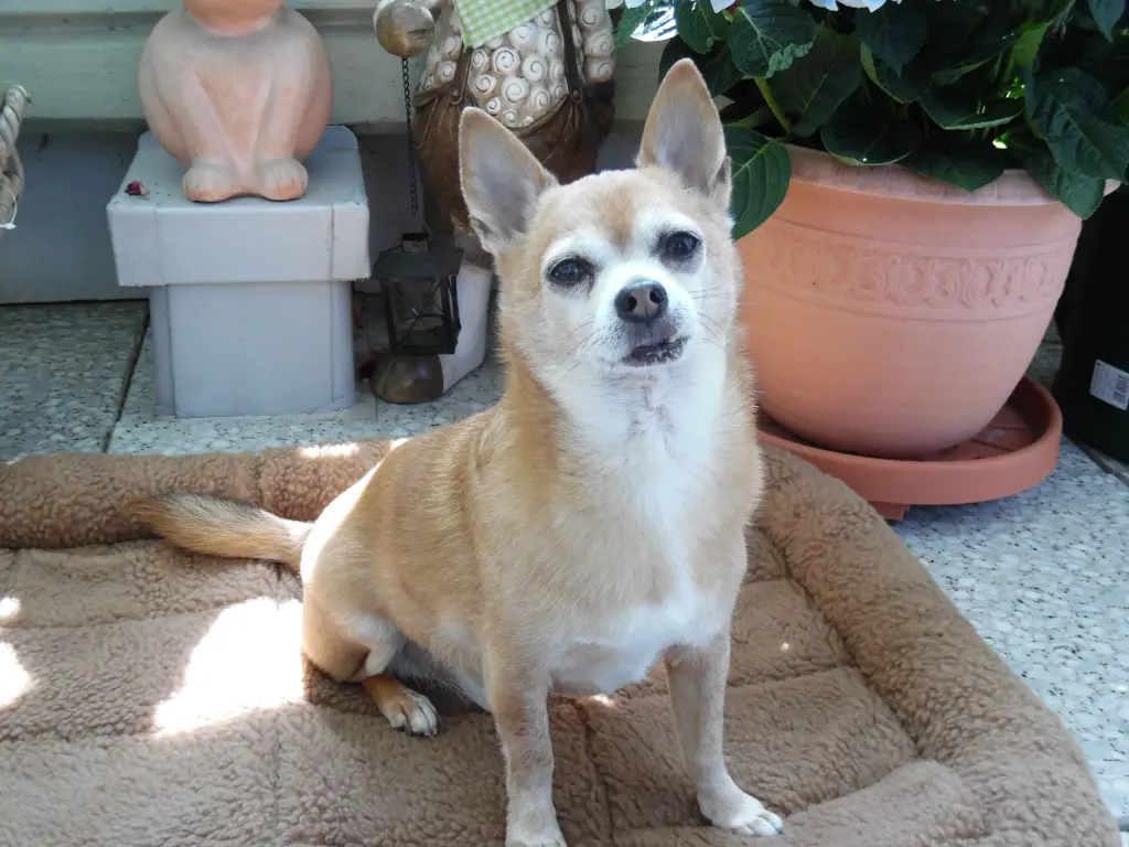 Andachtsbild von Irene mit Jimmy Im Herzen