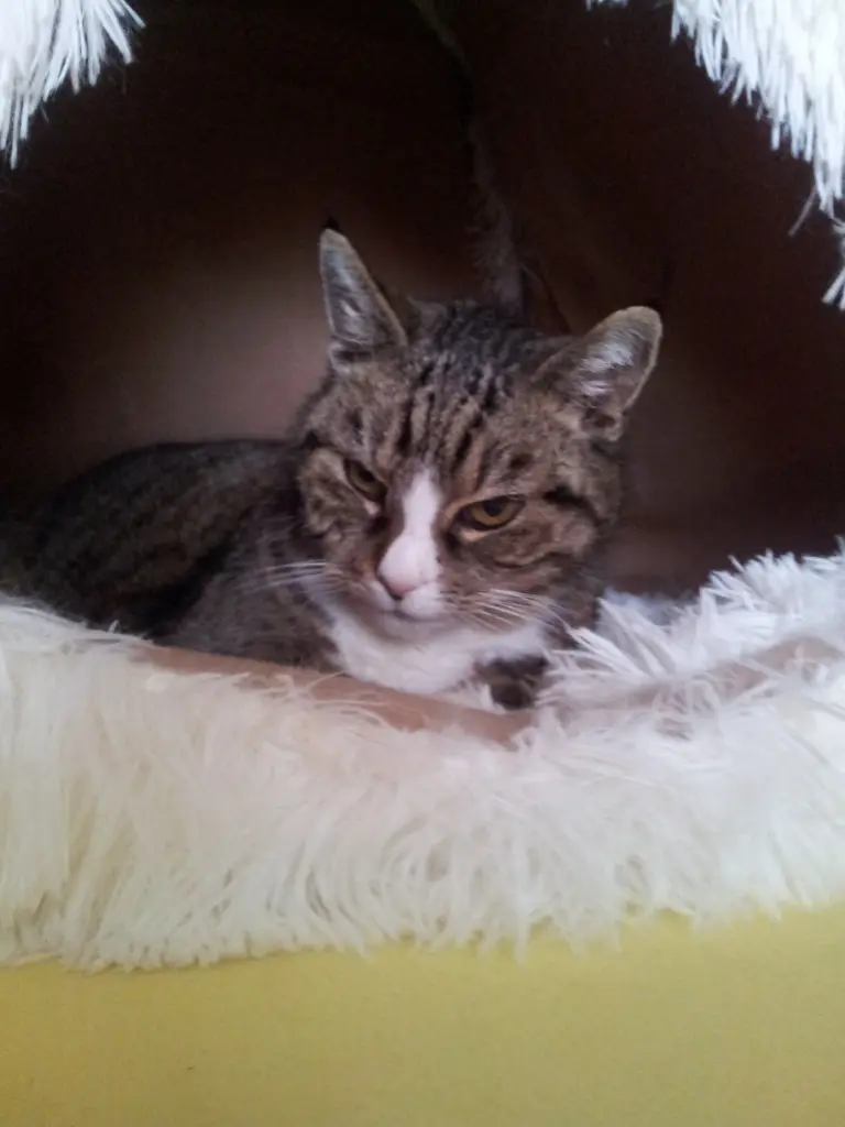 Andachtsbild von Eva