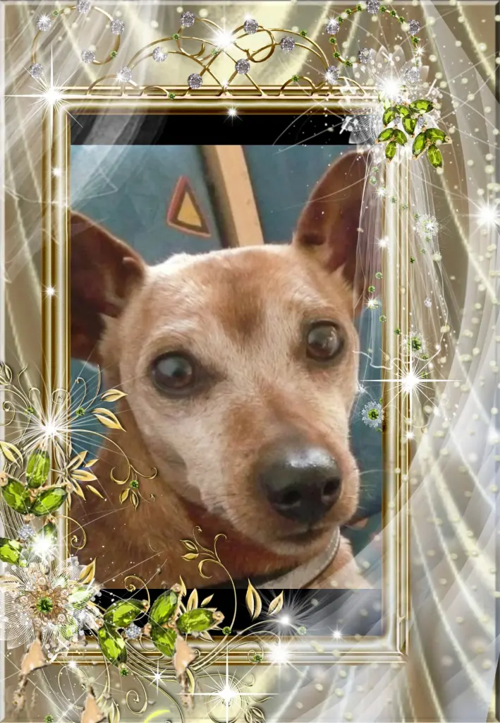 Andachtsbild von ❤Fur. Liebe Purzel❤