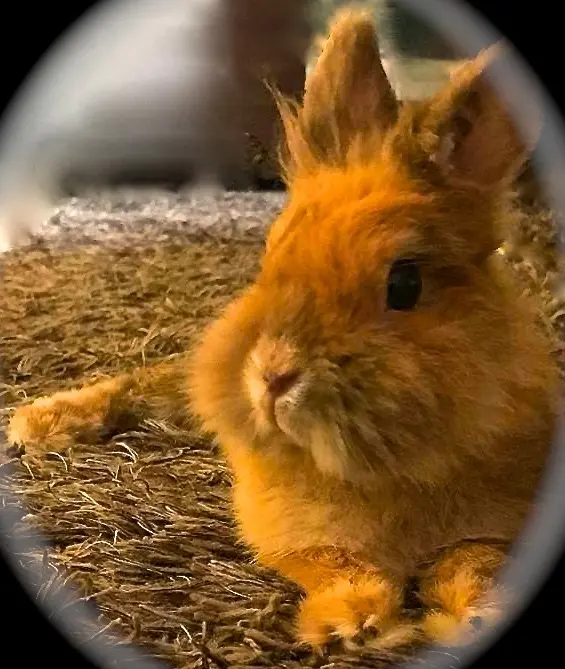 Andachtsbild von Pia´s Familie