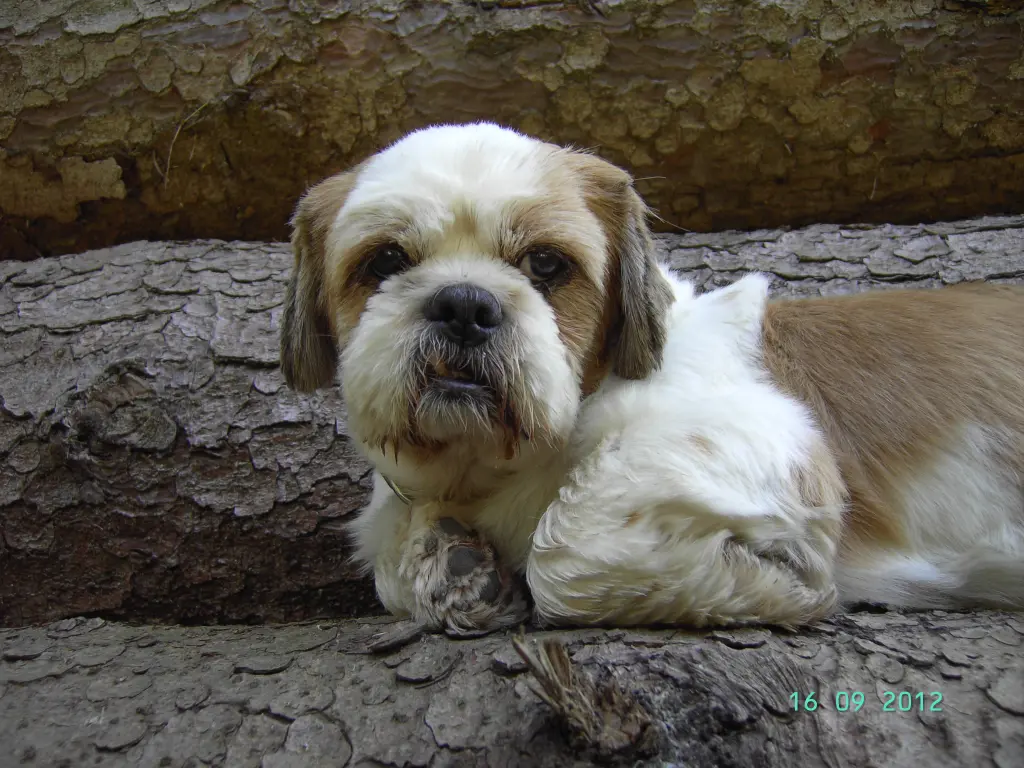 Andachtsbild von Marika mit Balou und Hippo im Herzen