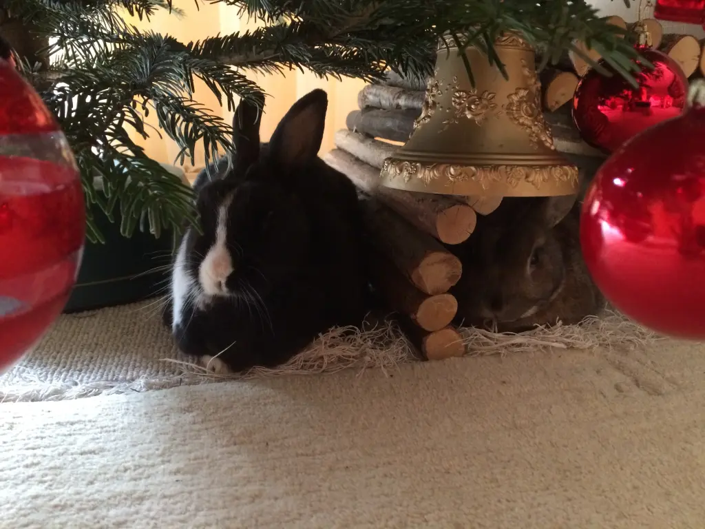 Andachtsbild von Adventsrosen