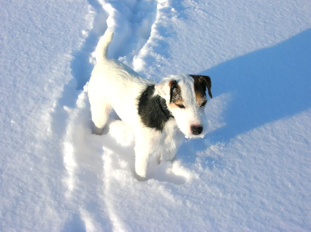 Andachtsbild von Kerstin mit Gismo im Herzen