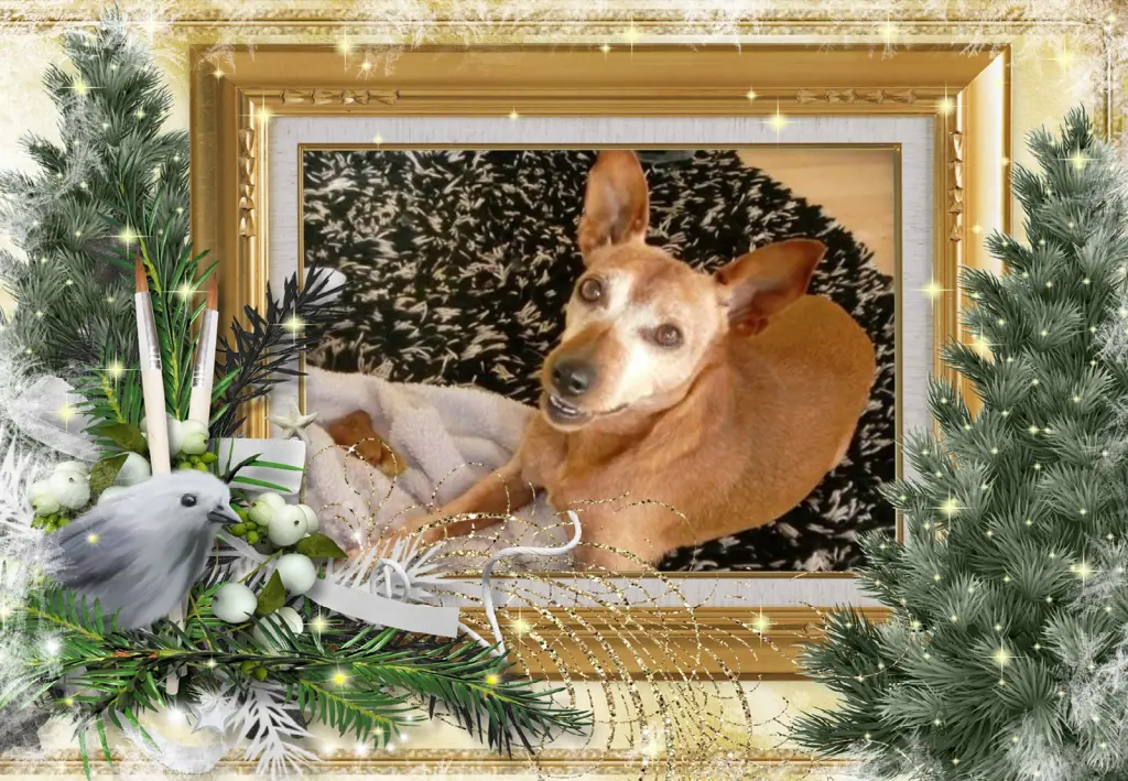 Andachtsbild von Klaudia mit Misiu❤❤❤Ganz Tief im Herzen❤